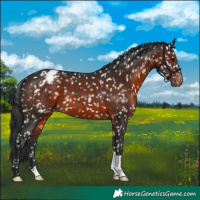 Horse Color:Brown Appaloosa 