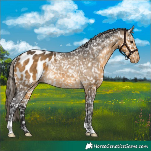 Horse Color:Buckskin Appaloosa Rabicano 