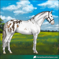 Horse Color:Buckskin Blanket Rabicano
