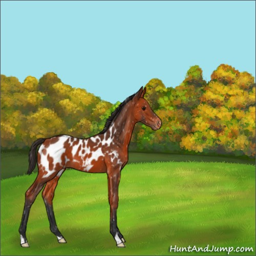 Horse Color:Bay Appaloosa 