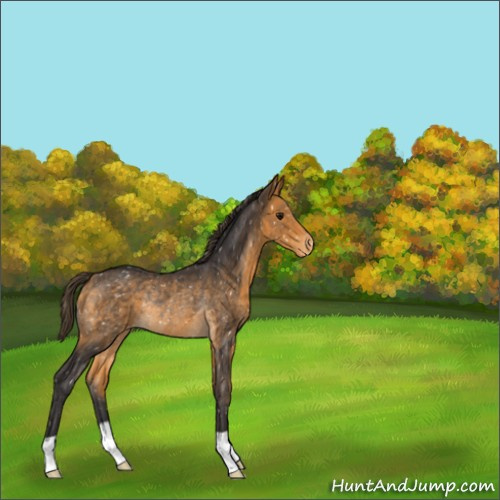 Horse Color:Buckskin Appaloosa Rabicano 