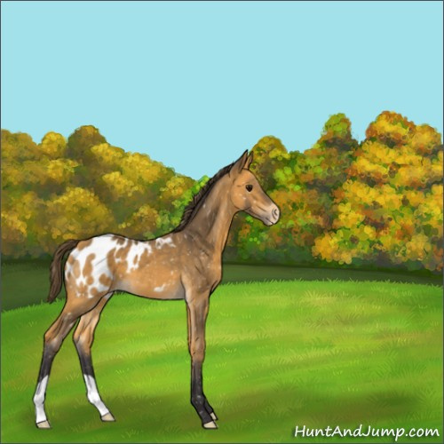 Horse Color:Buckskin Appaloosa 