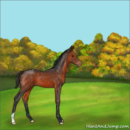 Horse Color:Brown Snowcap 