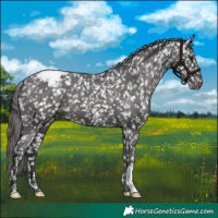 Horse Color:Smoky Black Appaloosa 