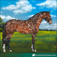 Horse Color:Brown Appaloosa 