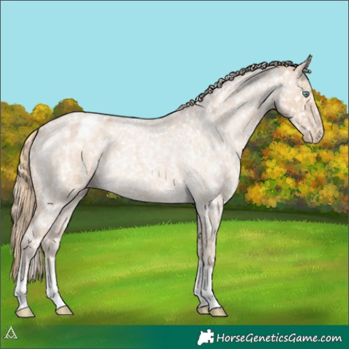 Horse Color:Perlino Roan Appaloosa 
