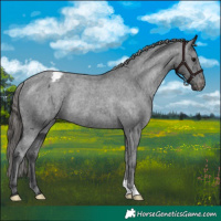 Horse Color:Black Appaloosa Rabicano