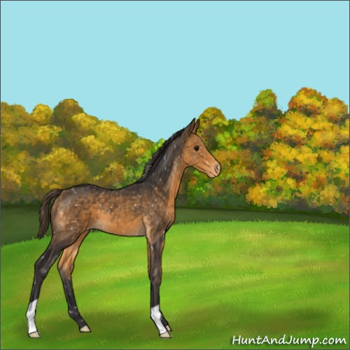 Horse Color:Buckskin Snowflake Varnish