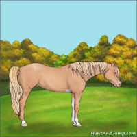 Horse Color:Gold Champagne Tobiano 