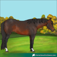 Horse Color:Brown 