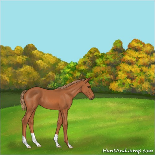 Horse Color:Chestnut 