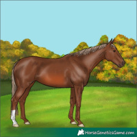 Horse Color:Chestnut 