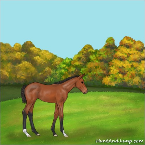 Horse Color:Bay 