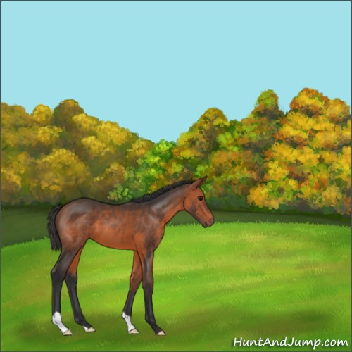 Horse Color:Bay 