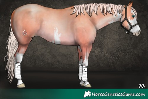Horse Color:Platinum White Spotted Silver Buckskin Pearl Dun Rabicano
