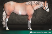 Horse Color:Platinum White Spotted Silver Buckskin Pearl Dun Rabicano 