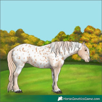 Horse Color:Chestnut Appaloosa  and Chestnut Appaloosa 