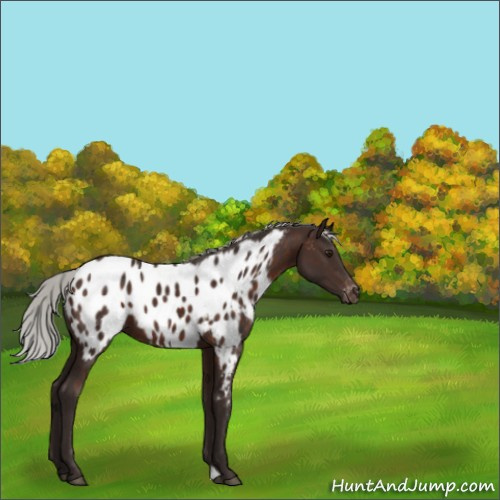 Horse Color:Silver Brown Near Leopard 