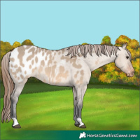 Horse Color:Brown Dun Appaloosa 