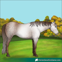 Horse Color:Gray Black Pearl 