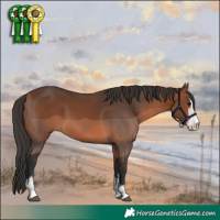Horse Color:Bay Sabino 