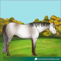 Horse Color:Gray Liver Red Dun 