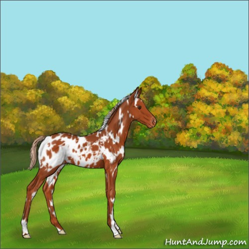 Horse Color:White Spotted Chestnut Appaloosa 