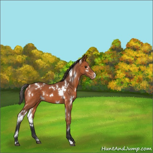 Horse Color:White Spotted Bay Appaloosa 