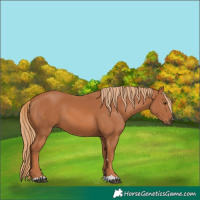 Horse Color:Chestnut 