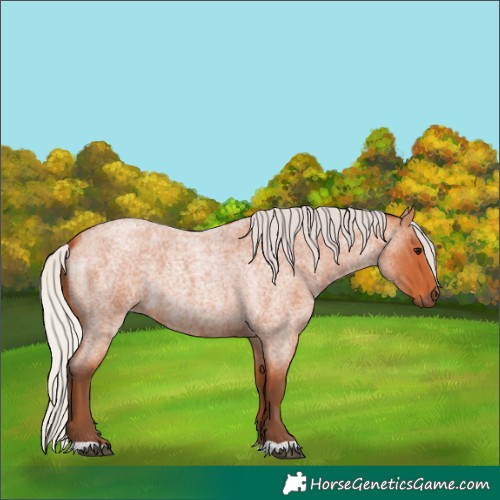 Horse Color:Silver Bay Roan 