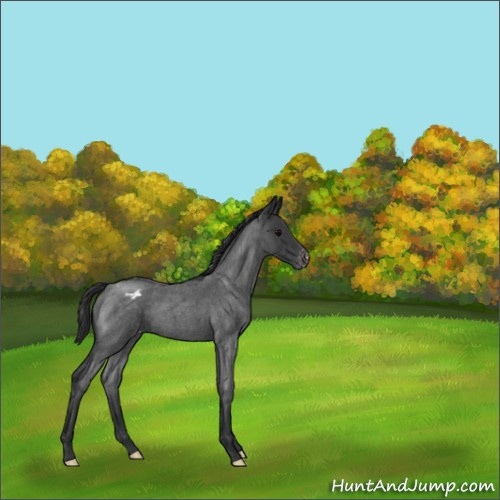 Horse Color:Blue Roan Varnish 