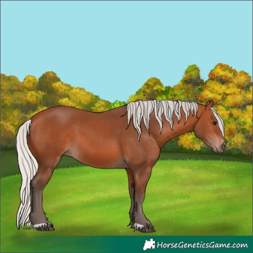 Horse Color:Silver Bay 
