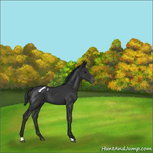 Horse Color:Black Appaloosa 