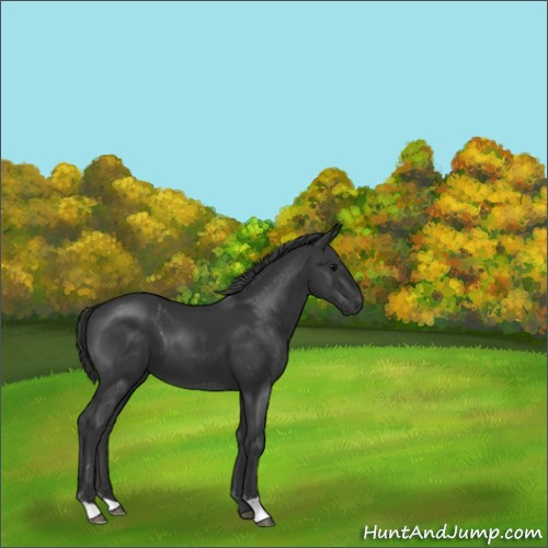 Horse Color:Black 
