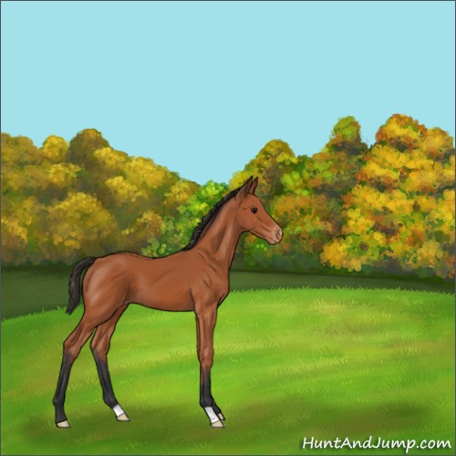 Horse Color:Bay Blanket 