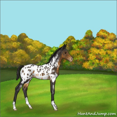 Horse Color:Buckskin Appaloosa 