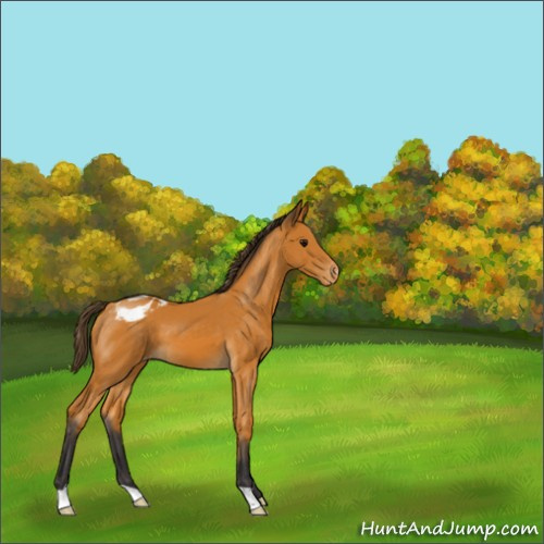 Horse Color:Buckskin Appaloosa 