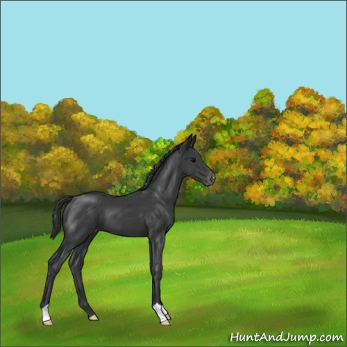Horse Color:Black Appaloosa 