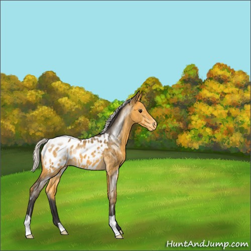 Horse Color:Silver Buckskin Appaloosa 
