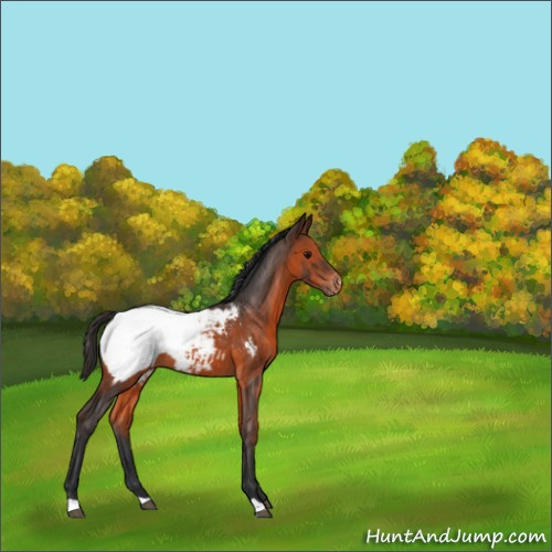 Horse Color:Brown Appaloosa 