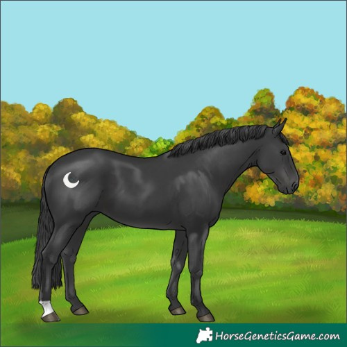 Horse Color:Black 