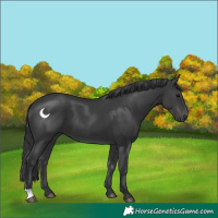 Horse Color:Black 