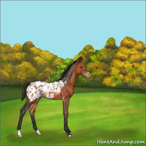 Horse Color:Bay Appaloosa 