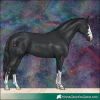 Horse Color:Black 