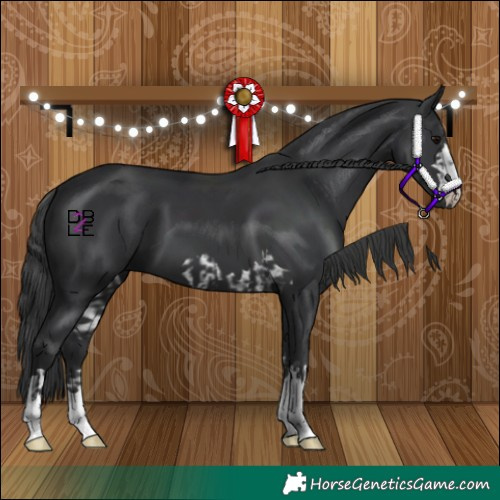Horse Color:Black  and Black 