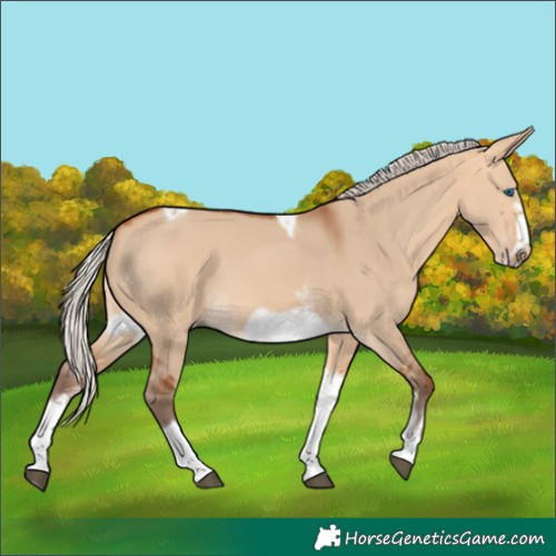 Horse Color:Silver Bay Dun Sabino Tobiano Frame Rabicano 