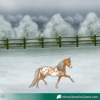 Horse Color:Palomino Frame Appaloosa 