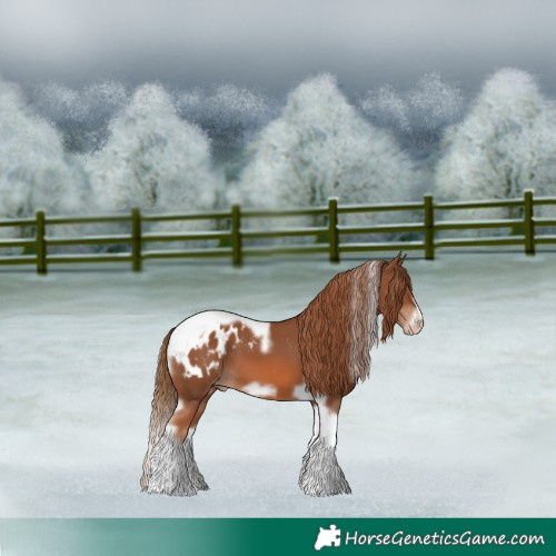 Horse Color:Chestnut Tobiano Frame Appaloosa 