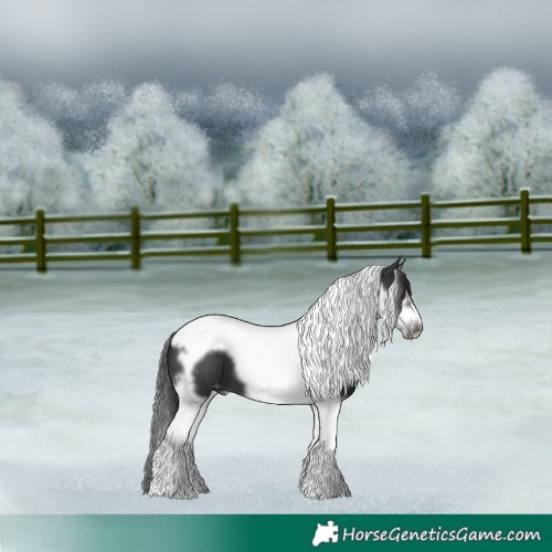 Horse Color:Black Splash Tobiano Frame Varnish 