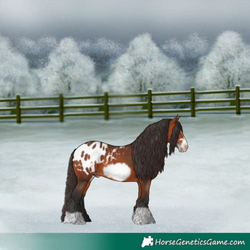 Horse Color:Bay Frame Appaloosa 